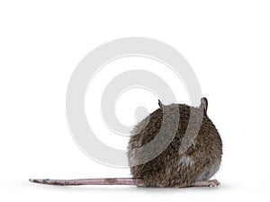 African rat aka Mastomys Natalensis on white photo