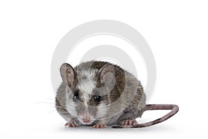 African rat aka Mastomys Natalensis on white photo