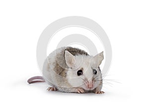 African rat aka Mastomys Natalensis on white photo