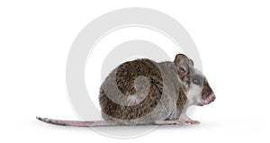 African rat aka Mastomys Natalensis on white photo