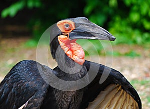 African raven