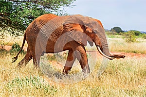 African red elephant is in wildlife reserve. Africa`s big 5 five animals.