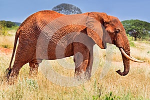 African red elephant is in wildlife reserve. Africa`s big 5 five animals.