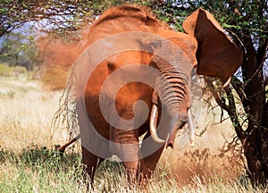 African red elephant is in wildlife reserve. Africa`s big 5 five animals. Kenya.