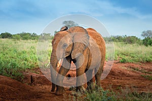 African Red elephants isolated Travelling Kenya and Tanzania Safari tour in Africa Elephants group in the savanna excursion