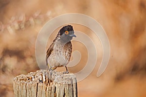 African red-eyed Bulbul Pycnonotus nigricans 4814