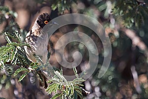 African Red-eyed Bulbul Pycnonotus nigricans in the Kalahari South Africa with bokeh