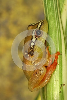 African red frog(Hyperolius) on a green plant, vertical