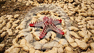 African Red-knobbed Starfish Protoreaster linckii