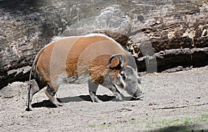An african red river hog