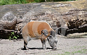 An african red river hog