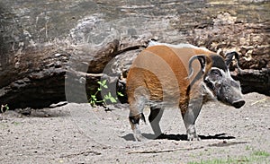 An african red river hog