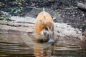 African Red River Hog cooling off