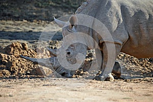 African Rhino photo