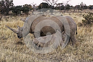 African rhino