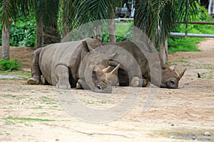 African Rhino