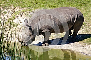 African Rhino Drinking