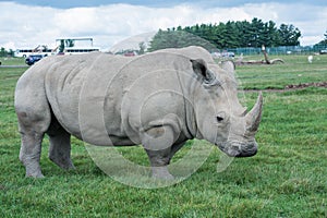 African rhino on a grass field