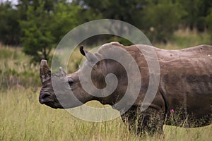 African Rhino walking across road