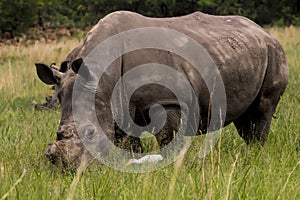 African Rhino walking across road