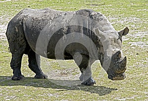 African rhinoceros 11
