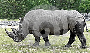 African rhinoceros 12