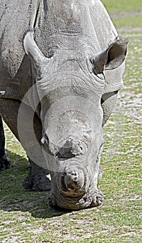 African rhinoceros 13