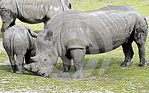African rhinoceros 14