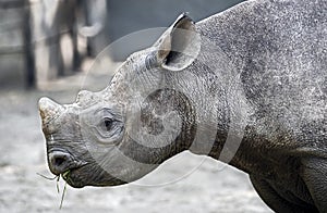 African rhinoceros 15