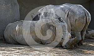 African rhinoceros 16