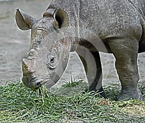 African rhinoceros 17