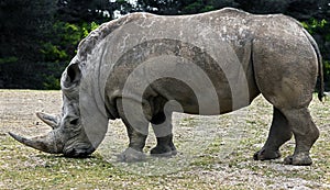 African rhinoceros 18