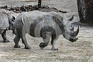 African rhinoceros 19