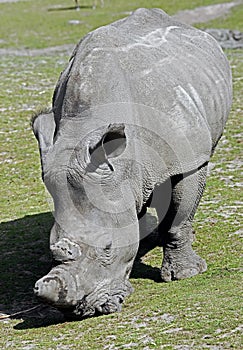 African rhinoceros 3
