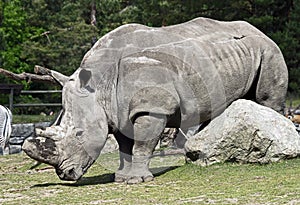 African rhinoceros 4