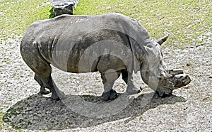 African rhinoceros 5