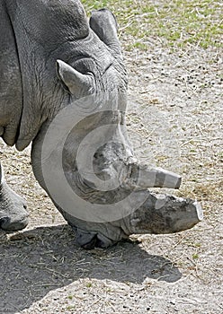 African rhinoceros 6