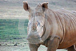 African Rhinoceros photo