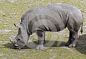 African rhinoceros 7