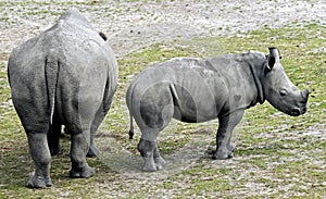 African rhinoceros 8