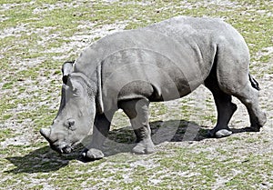 African rhinoceros 9