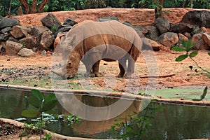 African rhinoceros is eating grasses