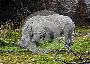 African rhinoceros on the lawn 1