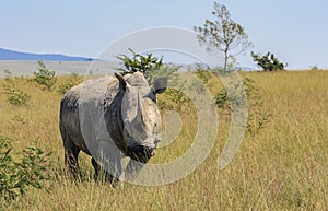 An African rhinoceros runs through the tall grass of the savannah expanses
