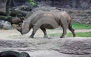 African Rhinoceros walking