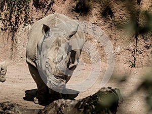 Rhinoceros in Le Cornell animal park photo