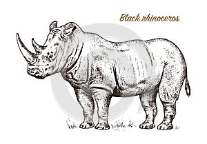 African rhinoceros Wild animal on white background. Engraved hand drawn line art Vintage old monochrome sketch, ink