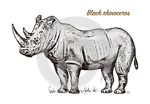 African rhinoceros Wild animal on white background. Engraved hand drawn line art Vintage old monochrome sketch, ink