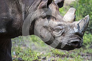 African rhinoceros,wildlife