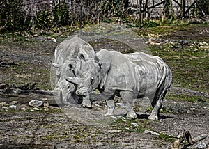 African rhinoceroses at the beam 1